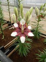 [5034 Tiny Padhye No02.JPG]